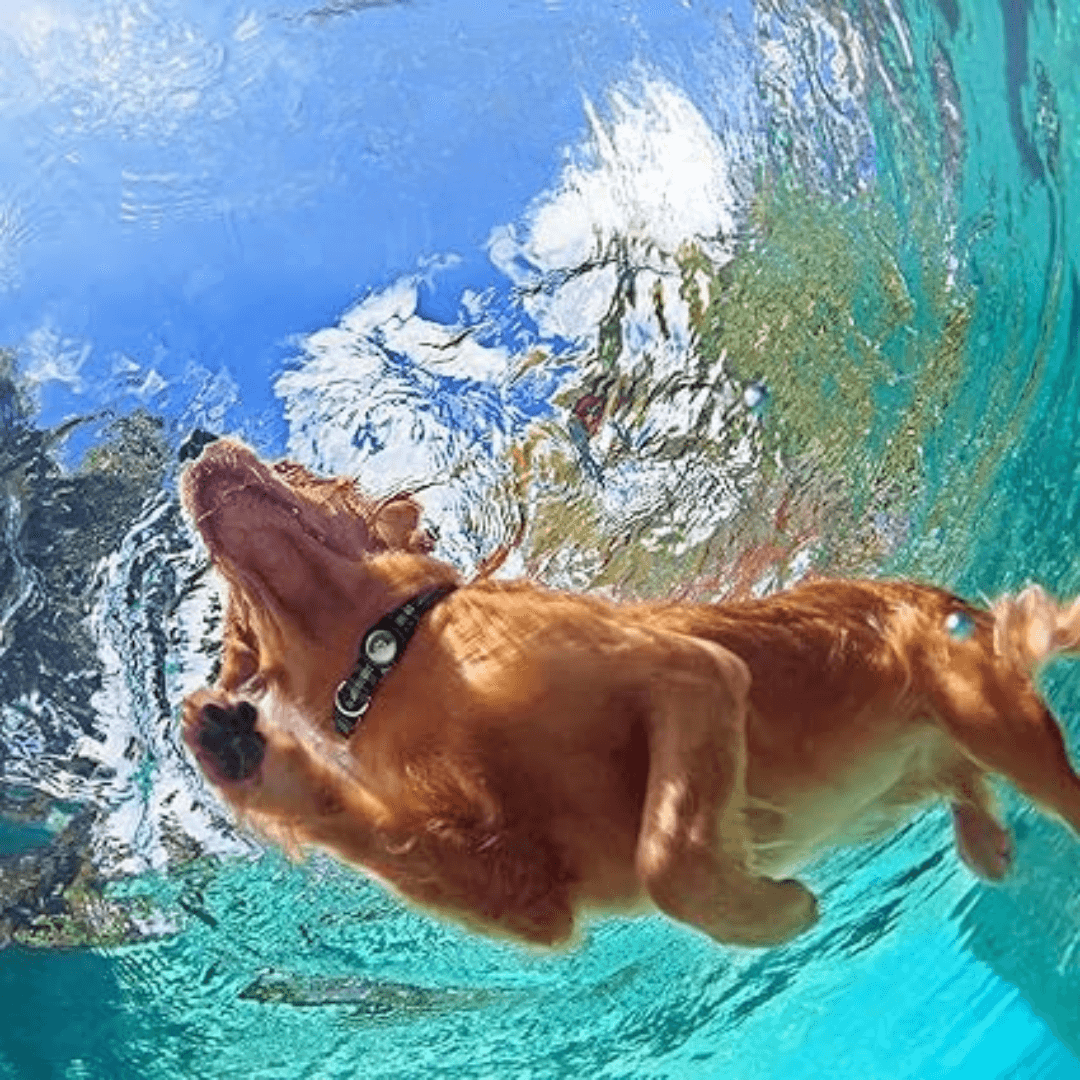 Smart GPS Tracking Collar for Dogs